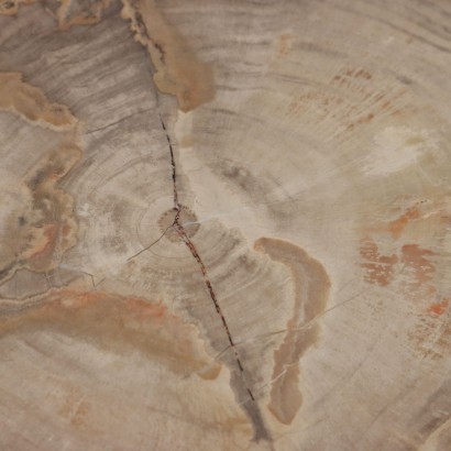 Fossil Wood Slab