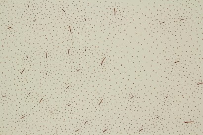 arte contemporáneo, 1986, 2 2 Bruno, constelaciones de bruno constelaciones, tinta sobre papel