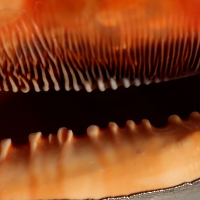 Conchiglia Rivestita in Argento Mario Bu