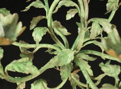 Kronleuchter, Schmiedeeisen, 900, in Italien, Lack, Gold, #bottega, #illuminazione, #dimanoinmano