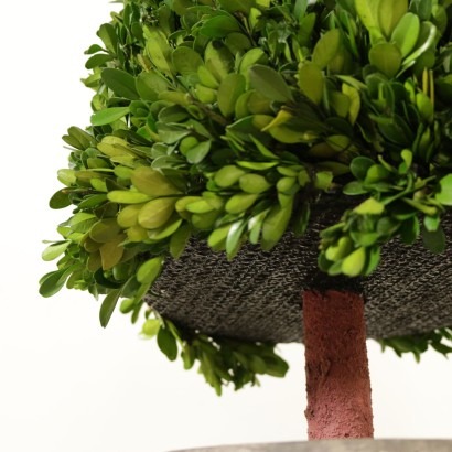 Pair of Trees-special